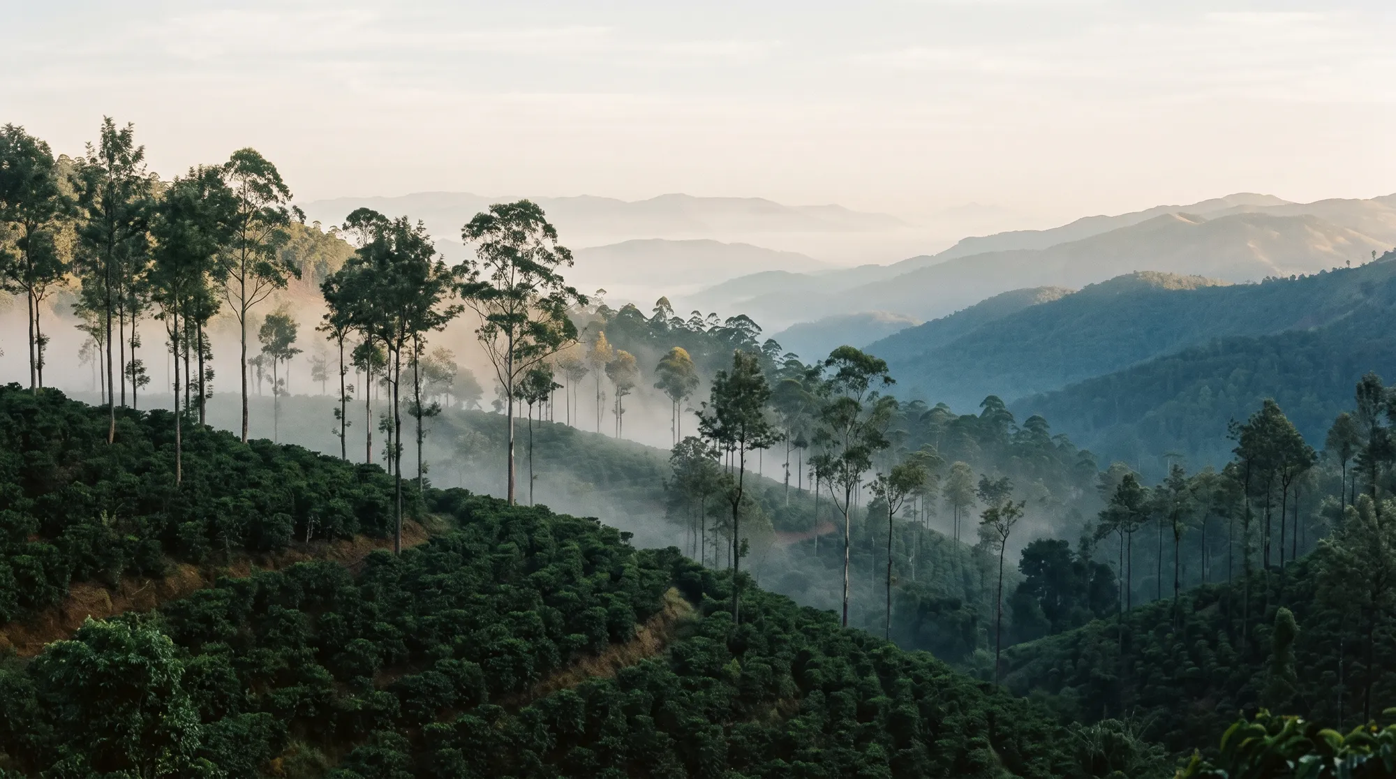 Mist over shade-grown coffee estates in the Baba Budan hills, Chikmagalur