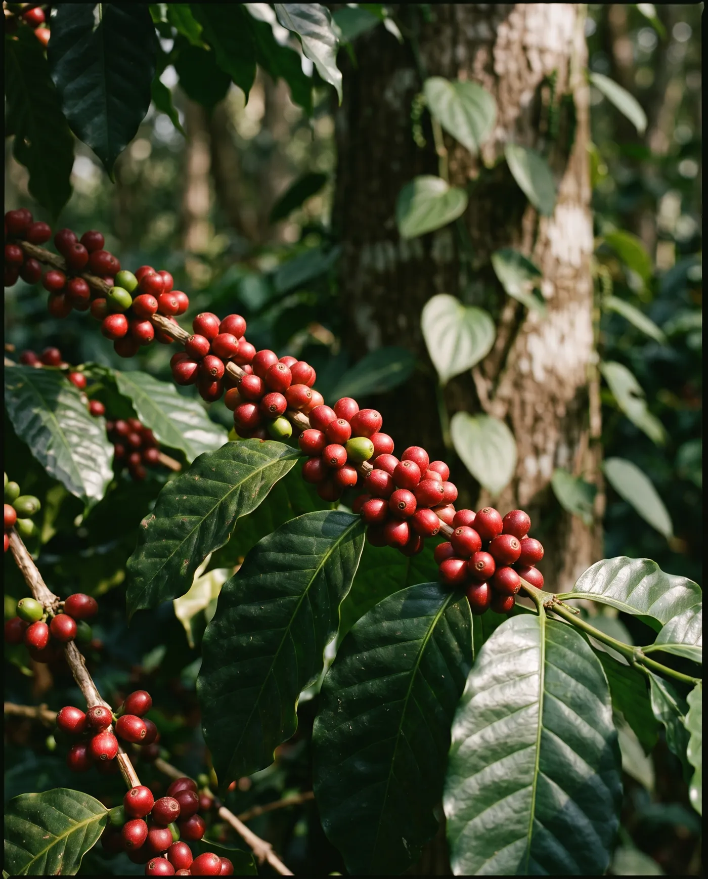 Ripe red coffee cherries on a branch under silver oak shade