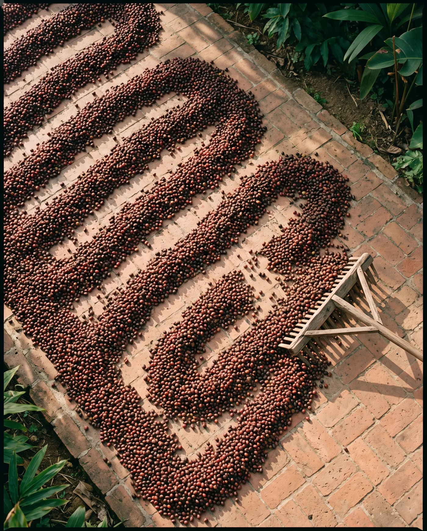 Coffee cherries raked into rows to dry on a brick patio